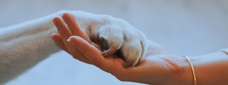 Deciding Pet Ownership After Separation